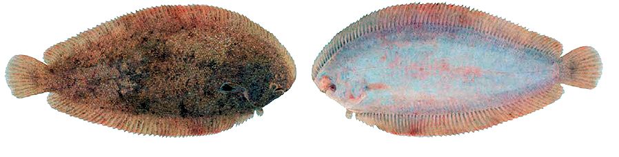 Pegusa lascaris_15.jpg